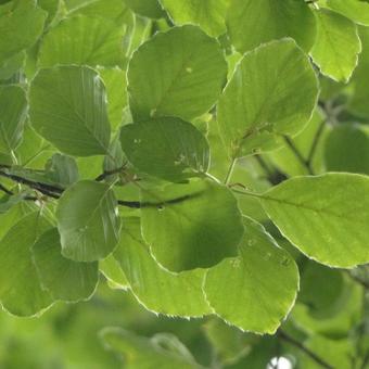 Fagus sylvatica