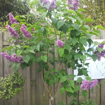 Syringa vulgaris 'Charles Joly'