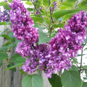 Syringa vulgaris 'Charles Joly'