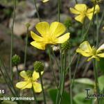 Ranunculus gramineus - Grasbladige boterbloem