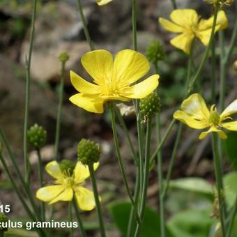 Ranunculus gramineus