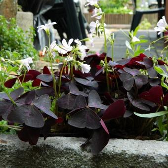 Oxalis triangularis