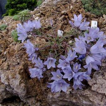 Edraianthus horvatii