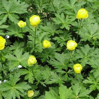 Trollius europaeus