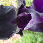 Iris germanica 'Night Owl' - Baardiris, zwaardiris