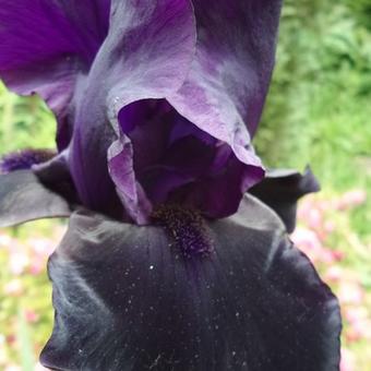 Iris germanica 'Night Owl'