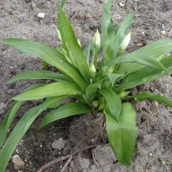 Allium ursinum