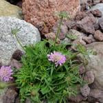 Scabiosa japonica var. alpina 'Pink Diamonds' - Duifkruid