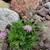 Scabiosa japonica var. alpina 'Pink Diamonds'