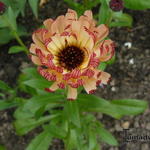 Calendula officinalis 'Bronzed Beauty' - Goudsbloem