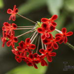 Pelargonium ardens - Geranium