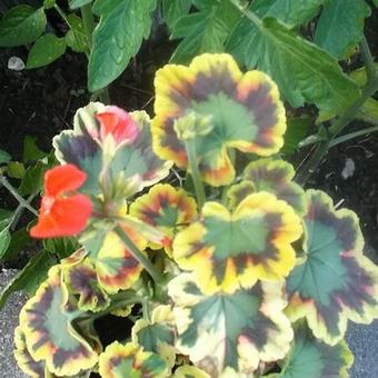 Pelargonium 'Contrast'