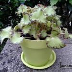 Begonia bowerae - Begonia, Wimperbegonia