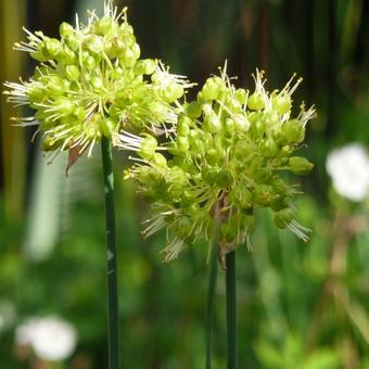 Allium obliquum