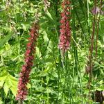 Slangenkruid - Echium russicum