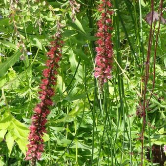 Echium russicum