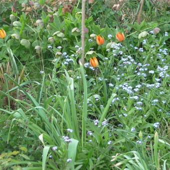 Tulipa whittallii