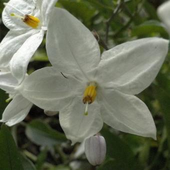 Solanum jasminoides