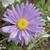 Aster alpinus