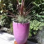 Cordyline australis 'Red Star' - Koolpalm