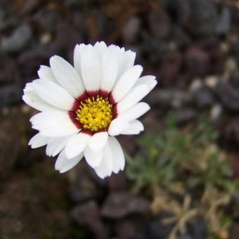 Rhodanthemum catananche