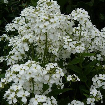 Hesperis matronalis 'Alba'