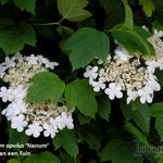 Viburnum opulus 'Nanum' - Gelderse roos