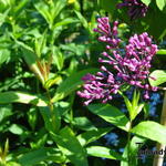 Syringa meyeri ‘Miss Elly’ - Dwergsering