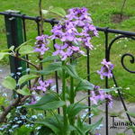 Hesperis matronalis 'Purpurea' - Damastbloem