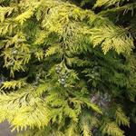 Chamaecyparis lawsoniana - Californische cipres