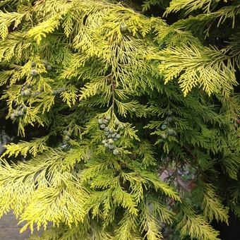 Chamaecyparis lawsoniana