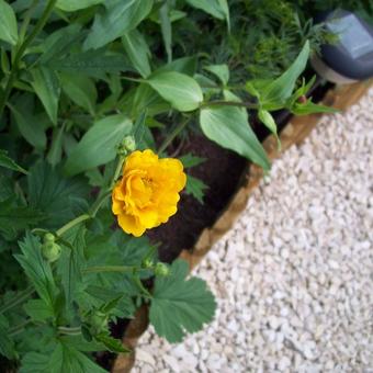 Geum chiloense 'Lady Stratheden'