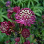 Astrantia major 'Dark Shiny Eyes' - Zeeuws knoopje