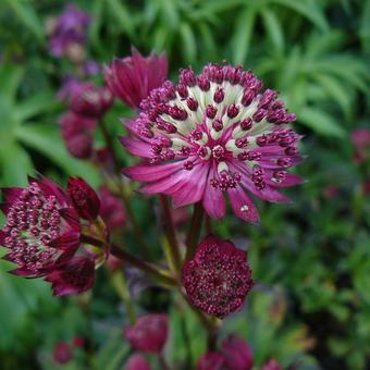 Astrantia major 'Dark Shiny Eyes'