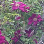 Clematis viticella 'Ernest Markham' - Bosrank