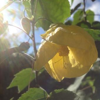 Abutilon