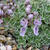 Teucrium aroanium