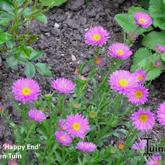 Aster alpinus 'Happy End'