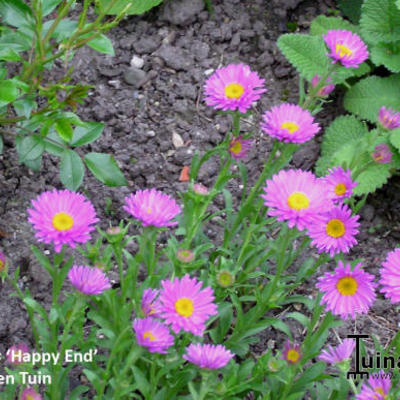 Alpenaster - Aster alpinus 'Happy End'