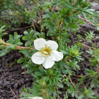 Potentilla fruticosa 'McKay's White'