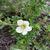 Potentilla fruticosa 'McKay's White'