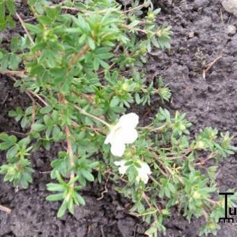 Potentilla fruticosa 'McKay's White'