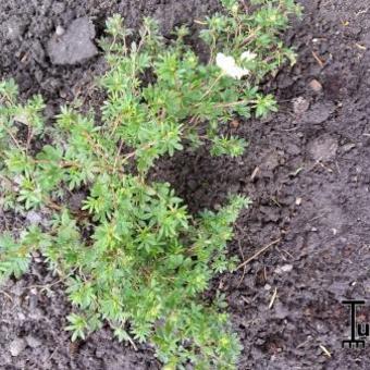 Potentilla fruticosa 'McKay's White'