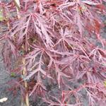 Acer palmatum 'Crimson Queen' - Japanse esdoorn