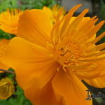 Trollius ircuticus - Siberische kogelbloem