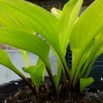 Hosta 'Cherry Tart'