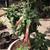 Brugmansia 'Cordata Red'