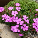 Dianthus 'Eileen Lever' - Prikanjer