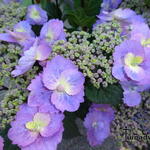 Hydrangea macrophylla FLAIR & FLAVOUR 'Blueberry Cheesecake' - Hortensia