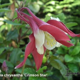 Aquilegia 'Crimson Star'